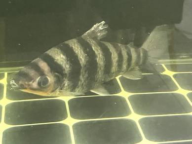 fish