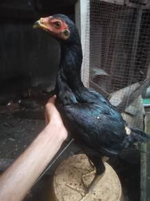 Ayam kampung bertina Hitam