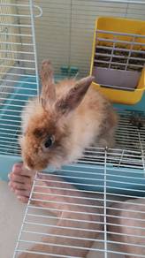Brown Rabbit 6 months Old