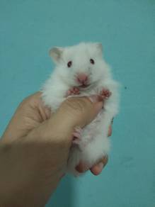 albino red eyes baby hamster