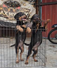 Rottweiler