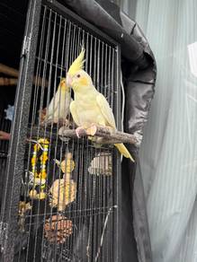 Pair of Lutino Cockatiels with Cage & Accessories