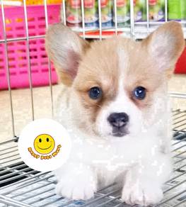 A_F5800 Welsh Corgi brown & white colors