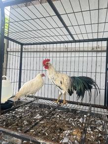 Ayam  Phoenix 