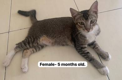 Rehome Cats