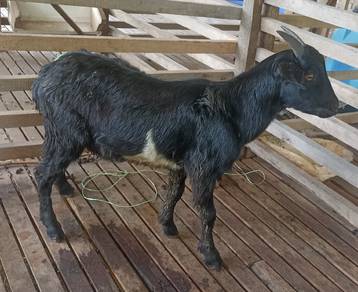 Kambing