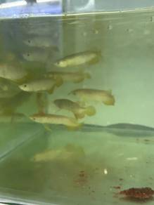 arowana