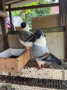 merpati