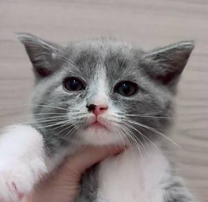 BSH British shorthair American Curl Kitten kucing