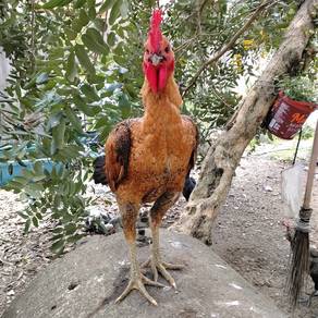 Ayam baka pama
