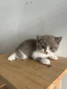 Bsh Cinnamon fawn
