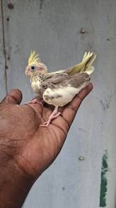Cockateiel pied