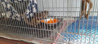 Sugar Glider