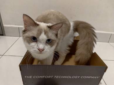 Female Ragdoll 6 months