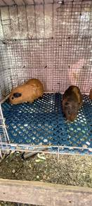 guinea pig 
