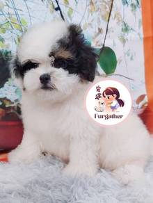Maltipoo