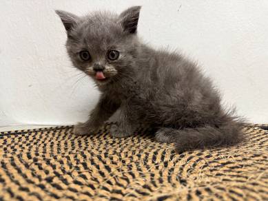 1 and half month kitten