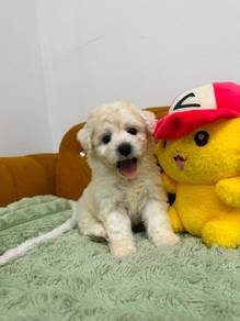 Bichon Frize