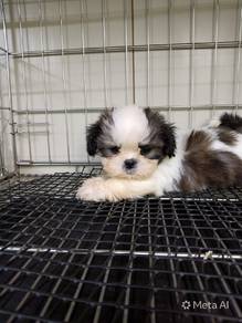 Male Shih Tzu Puppy Tiny Size