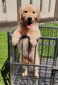 Mka Golden Retriever