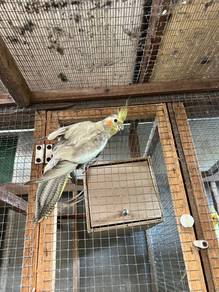 cockatiel jantan