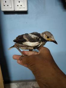 Burung jalak Hongkong jink