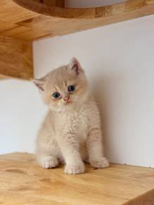Mix British Short Hair BSH Male Kitten