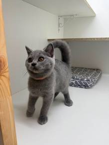 bsh kitten