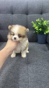 Pure Breed Parti Pomeranian (M) 纯种花色博美 男生