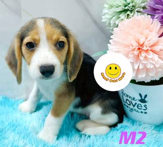 gggg_B3778 Beagle puppies