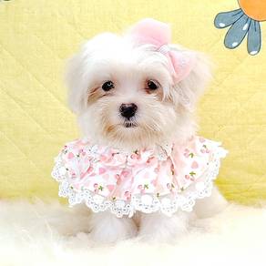 Maltese