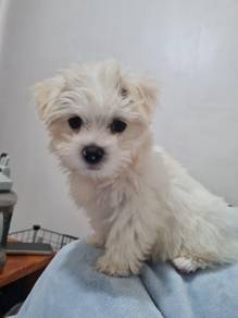 B5599 Tiny Maltese white fluffy puppy Baby Dog
