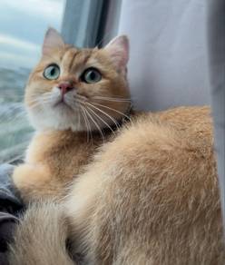 Female Golden British Shorthair