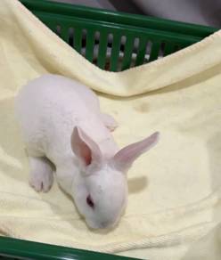 Rabbit minirex