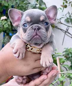 FRENCH BULLDOG PUPPIES FB299🌻Cute Puppy Available
