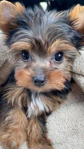 Nuzzly Silkese Long Hair Teddy Bear Dog Puppy Dog