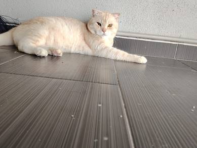 adult bsh Scottish