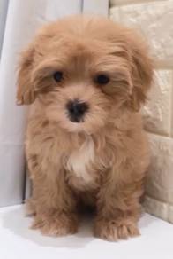 J0112 Maltipoo Teddy Bear Look Baby Puppy