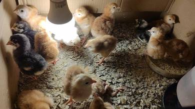 Anak Ayam BPR & RIR