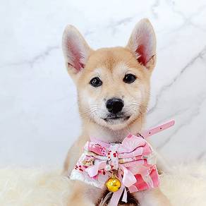 Shiba Inu