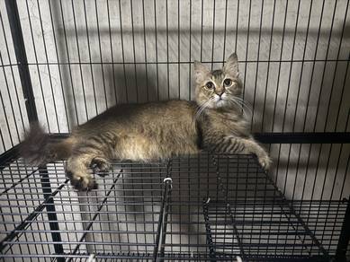 betina longhair DLH MIX BSH