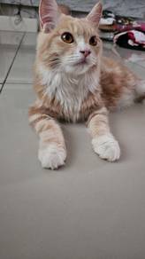 Mainecoon mix persian