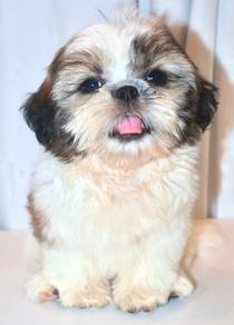 i29  Adorable ShihTzu Dog