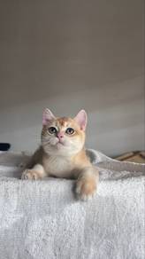 Golden British Shorthair Kitten