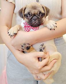 Pug