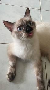 cat mix