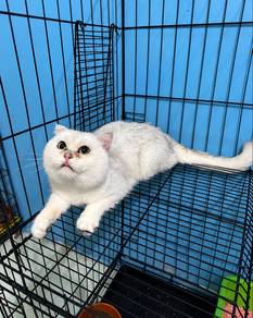 British short hair bsh