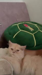 persian semi flat