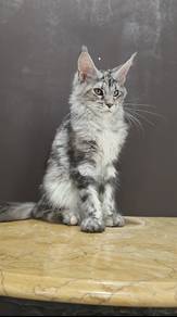 Maincoon sliver tabby