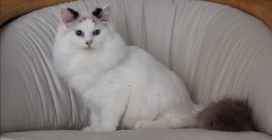 Ragdoll